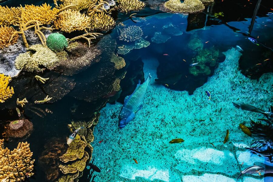 Lisbon: Oceanário de Lisboa Entrance Ticket - What your Oceanário de Lisboa ticket really includes
