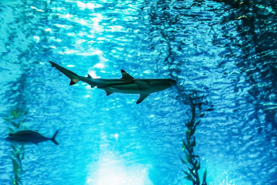 Lisbon: Oceanário de Lisboa Entrance Ticket - The four water zones: how the displays are organized