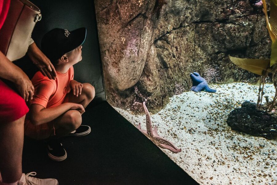 Lisbon: Oceanário de Lisboa Entrance Ticket - The central aquarium: sharks, rays, and the big wow factor