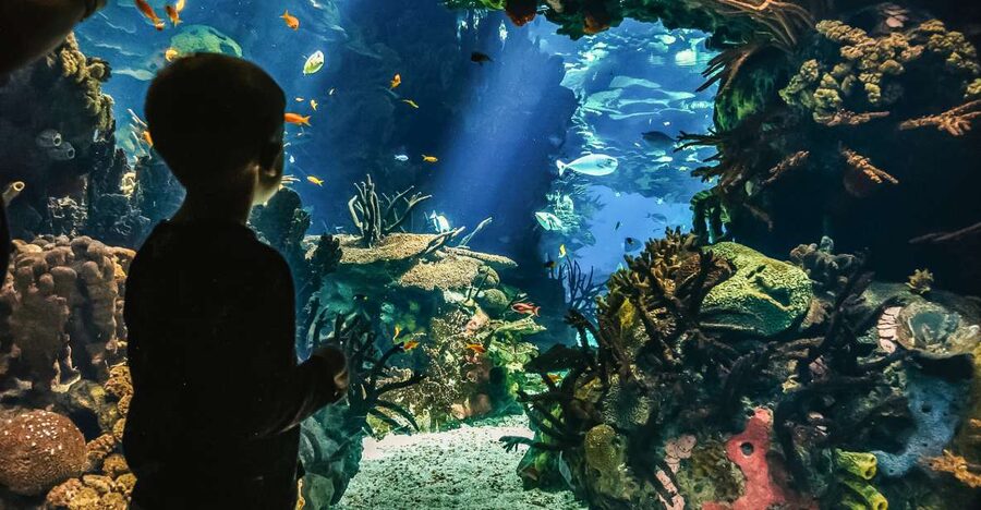 Lisbon: Oceanário de Lisboa Entrance Ticket - Permanent vs temporary exhibits, and how to choose where to spend time