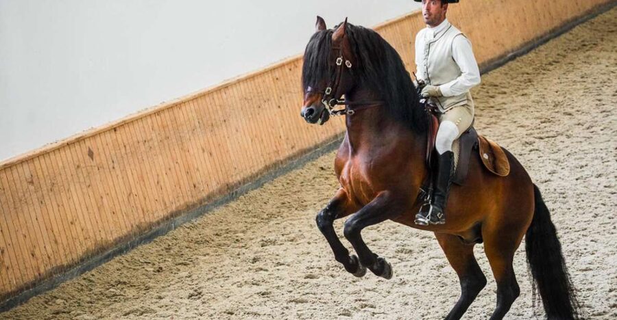 Lisbon: Portuguese Riding School Trainig with Lusitano Horse - Price and duration: why $17 can feel fair