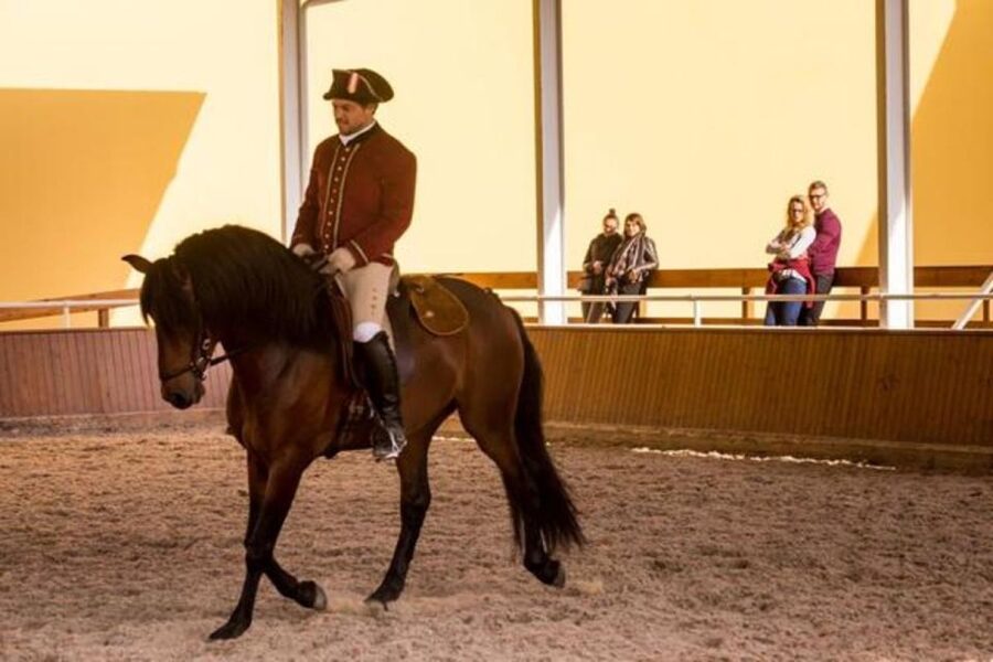 Lisbon: Portuguese Riding School Trainig with Lusitano Horse - Practical tips before you go (and what to avoid)