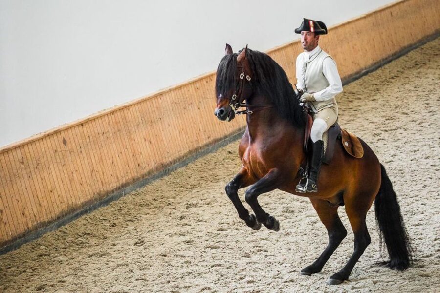 Lisbon: Portuguese Riding School Trainig with Lusitano Horse - Henrique Calado Riding Ring and the handlers behind the scenes