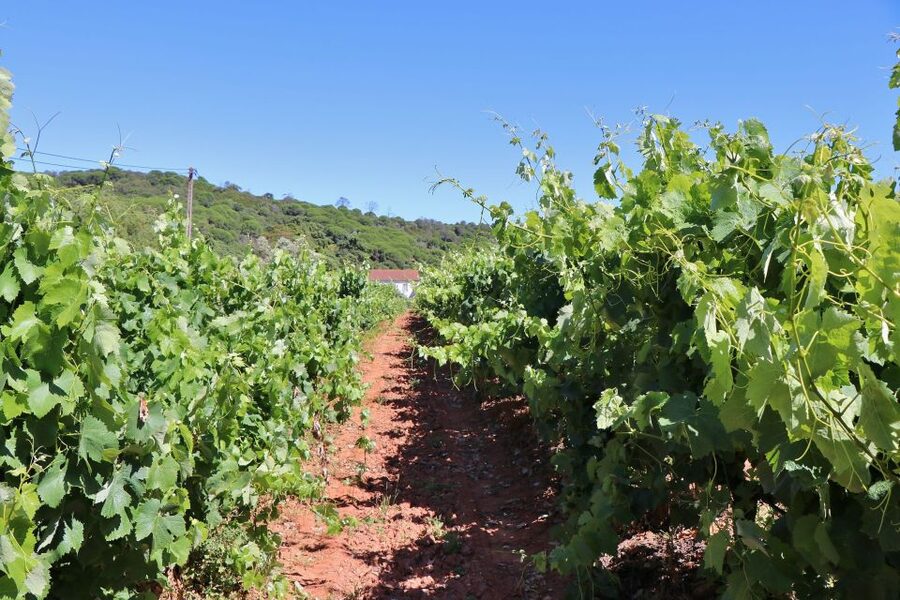 Lisbon Private Setúbal Region Wine Tasting Tour - Quinta do Alcube and the Family Side of Winemaking