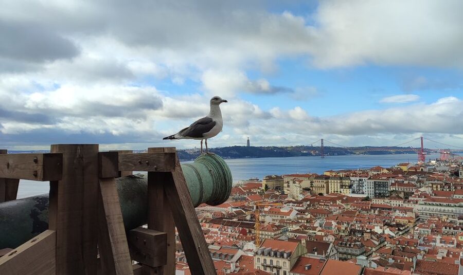 Lisbon: Saint George's Castle Entry Ticket and Guided Visit - Key highlights worth planning for