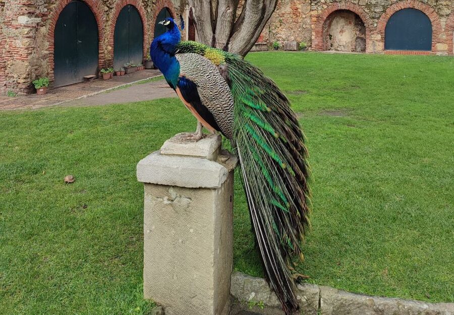 Lisbon: Saint George's Castle Entry Ticket and Guided Visit - Why the Guided Part Changes Everything Inside São Jorge Castle