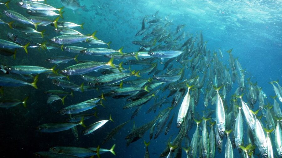 Lisbon: Snorkelling in Sesimbra/Arrábida Natural Park - Boat Time to the Marine Park: Skippered, Scenic, and Efficient