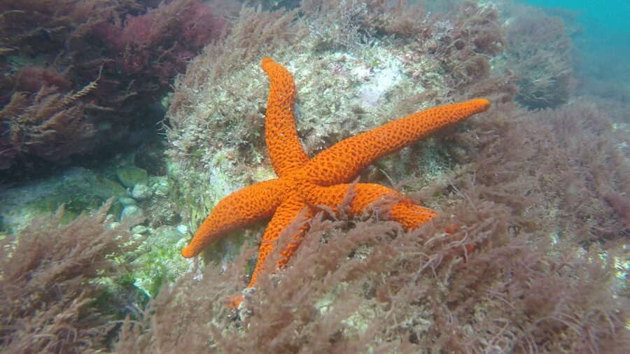 Lisbon: Snorkelling in Sesimbra/Arrábida Natural Park - Rules That Matter: No Phones, No Alcohol, and Your Pre-Trip Info