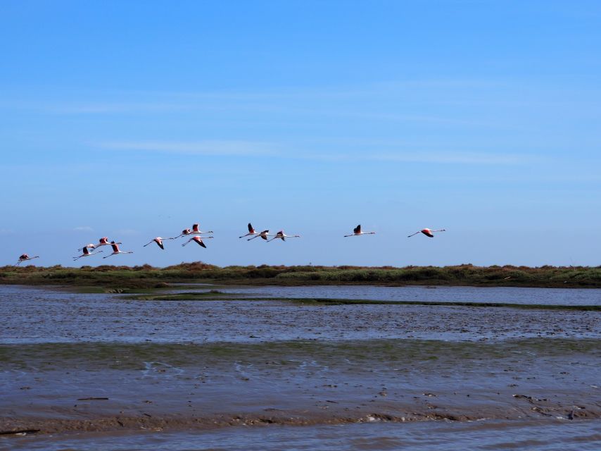 Lisbon: Tagus Estuary Nature Reserve Birdwatching Boat Tour - Why this Tagus Estuary birding feels special so close to Lisbon
