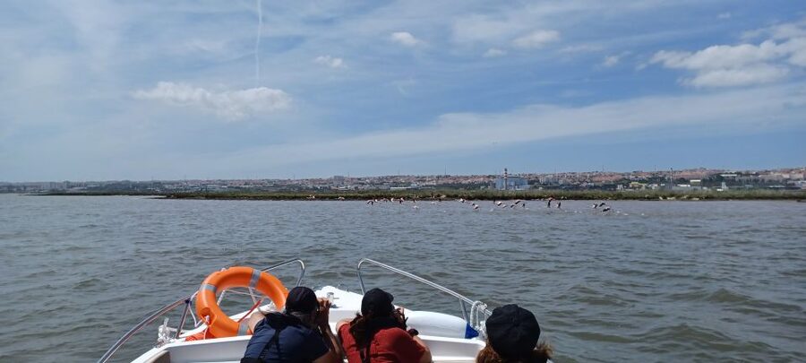 Lisbon: Tagus Estuary Nature Reserve Birdwatching Boat Tour - Parque das Nações and Bairro dos Pescadores: city views plus bird-spotting practice