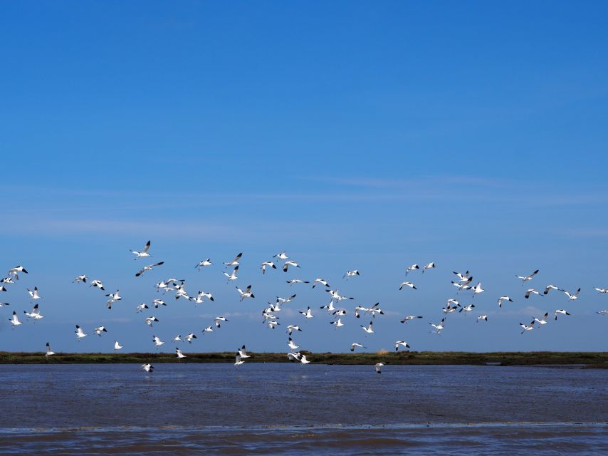 Lisbon: Tagus Estuary Nature Reserve Birdwatching Boat Tour - Mouchão da Povoa and the Vasco da Gama Bridge pass: birds between landmarks