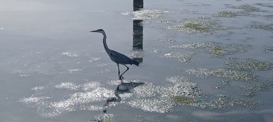 Lisbon: Tagus Estuary Nature Reserve Birdwatching Boat Tour - Weather, sea conditions, and why your plan should stay flexible