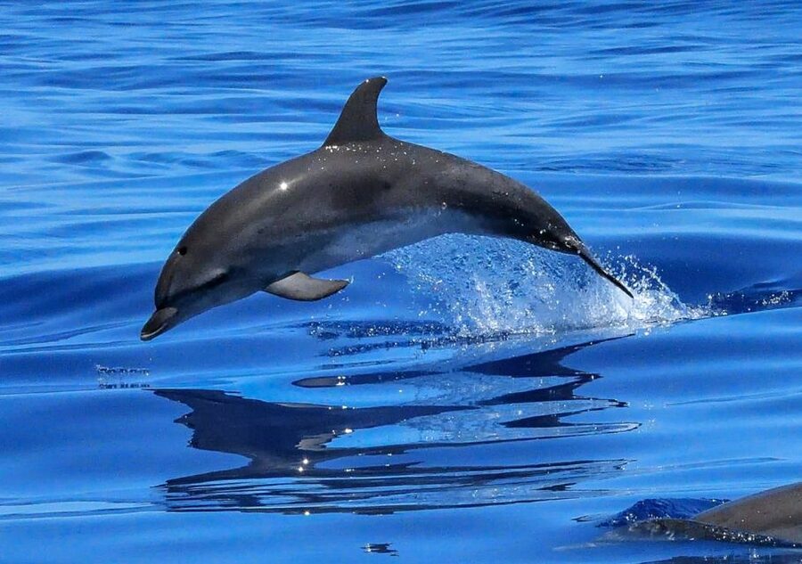 Lisbon: Tagus River Cruise to the Ocean & Dolphin Watching - Who should book this cruise, and who should choose another plan