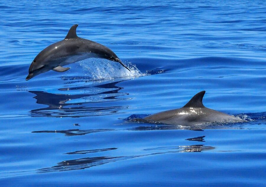 Lisbon: Tagus River Cruise to the Ocean & Dolphin Watching - Why this Tagus to Atlantic cruise feels like a Lisbon “change of scenery”