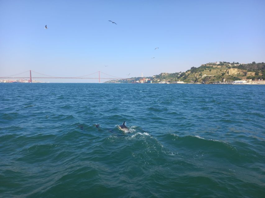 Lisbon: Tagus River Cruise to the Ocean & Dolphin Watching - Guides and onboard energy: the human side makes it better