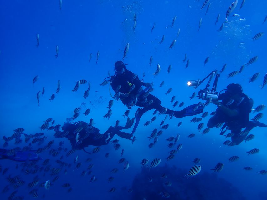 Lisbon: Try Dive in Arrábida Marine Reserve Setubal Sesimbra - What’s included for your $100 price, and why it can feel fair