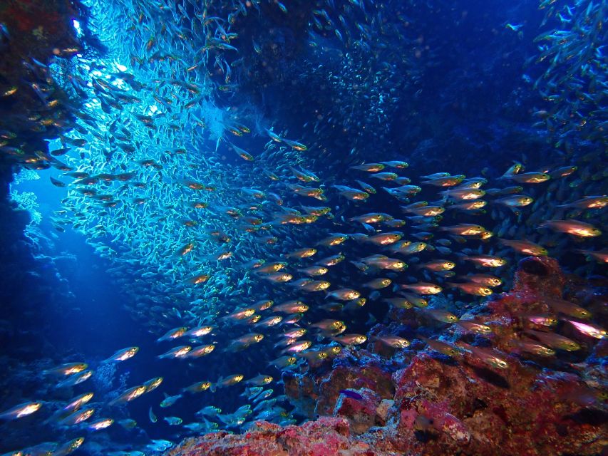 Lisbon: Try Dive in Arrábida Marine Reserve Setubal Sesimbra - Should you book this Try Scuba session in Arrábida?