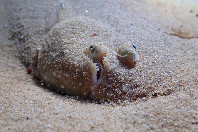 Lisbon: Try Scuba Diving in Arrabida Marine Reserve with photos - Arrábida Marine Reserve: what you’ll see at 10 meters