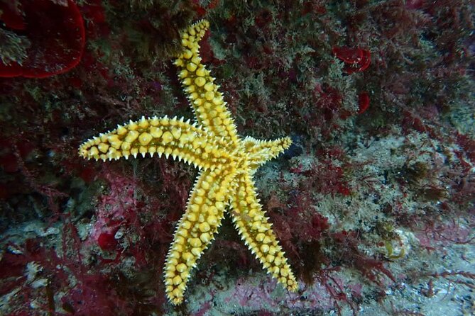 Lisbon: Try Scuba Diving in Arrabida Marine Reserve with photos - Price and value: does $108.84 make sense for 3 hours?