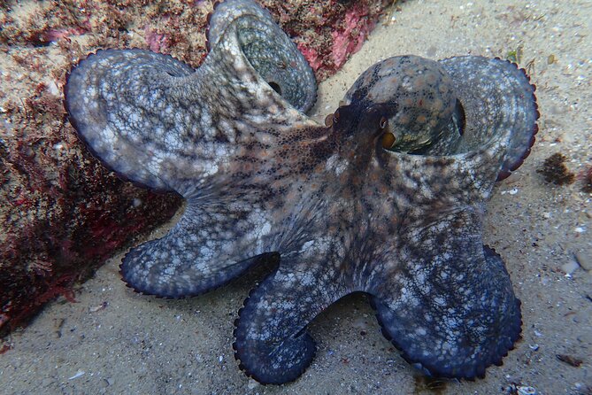 Lisbon: Try Scuba Diving in Arrabida Marine Reserve with photos - Who should book this Arrábida try scuba session
