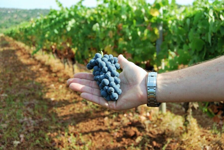 Loulé: Quinta da Tôr Winery Guided Tour and Wine Tasting - Quick plan: make the most of your 2 hours