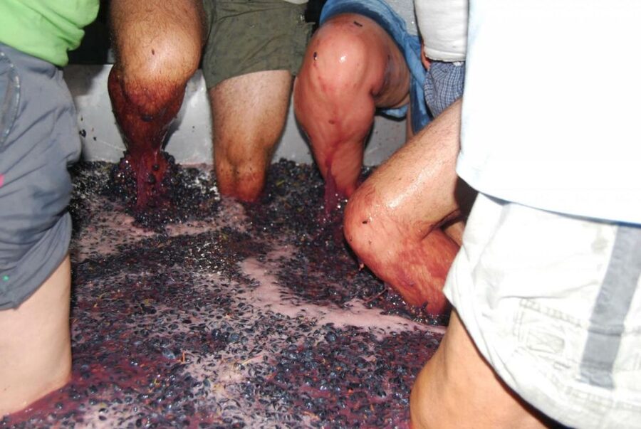 Loulé: Quinta da Tôr Winery Guided Tour and Wine Tasting - Wine tasting for 1.5 hours: how the 4-glass flight works