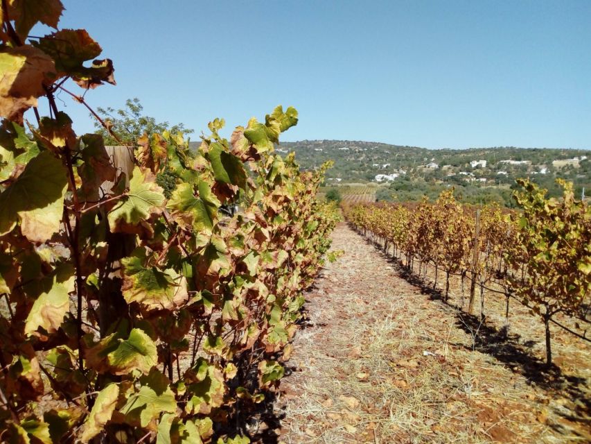Loulé: Quinta da Tôr Winery Guided Tour and Wine Tasting - Price and value: why $21 feels fair for what you get