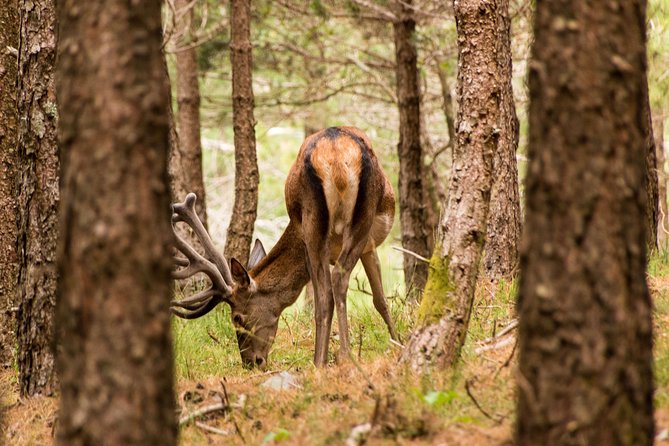 Lousa Mountain Private Tour - Wildlife spotting that keeps going, even in fog or rain