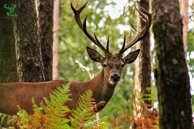 Lousa Mountain Private Tour - Stop 1: Veado Verde in Serra da Lousã, forests and a deer hunt
