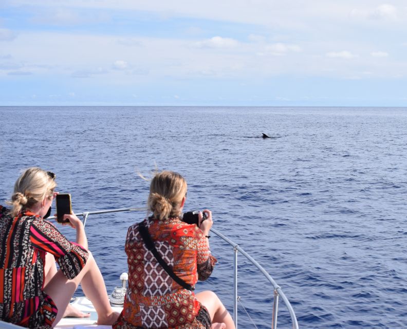 Madeira: 2.5-Hour Whale and Dolphin-Watching Cruise - Key things I’d prioritize before you go