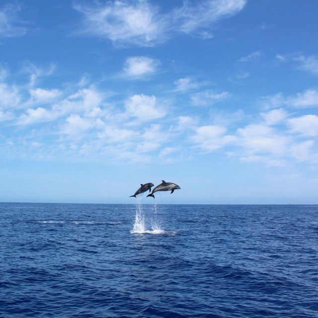 Madeira: 2.5-Hour Whale and Dolphin-Watching Cruise - Entering Calheta, then stepping onto a proper yacht