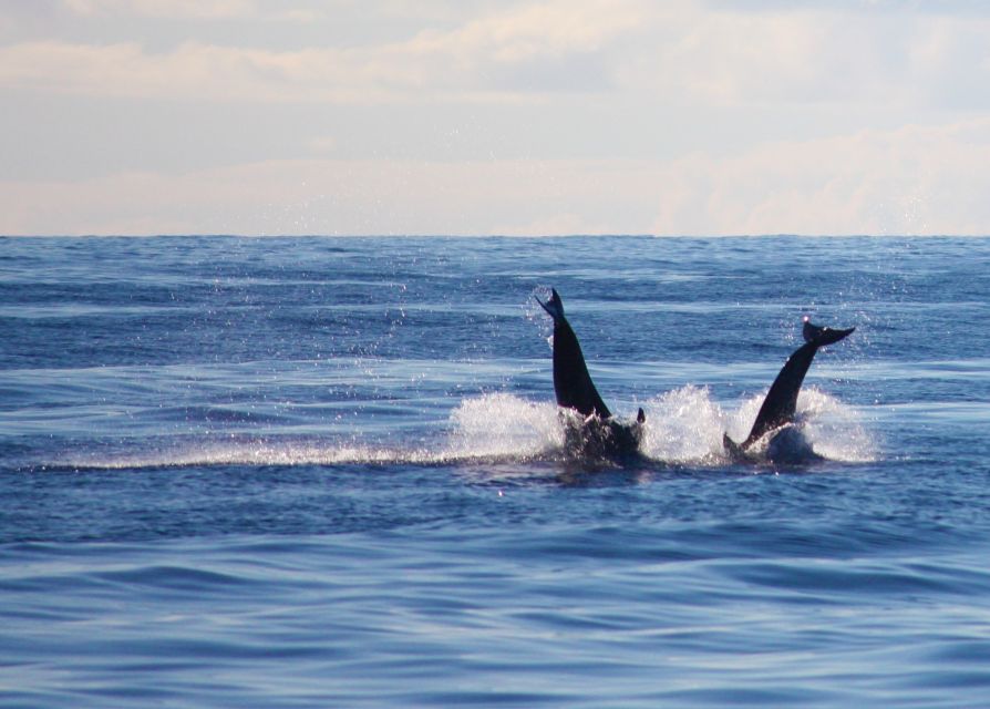 Madeira: 2.5-Hour Whale and Dolphin-Watching Cruise - Warm, clear water: snorkeling and the calmer side of the sea