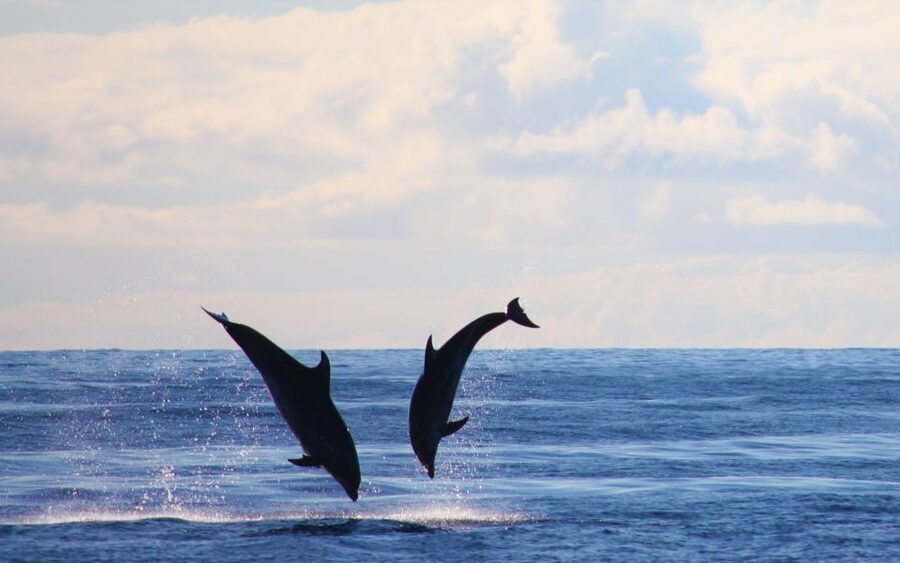 Madeira: 2.5-Hour Whale and Dolphin-Watching Cruise - Price and value: why $81 can add up to more than you think