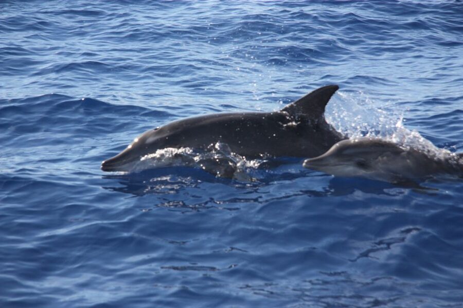 Madeira: 2.5-Hour Whale and Dolphin-Watching Cruise - Should you book the On Tales whale and dolphin cruise?