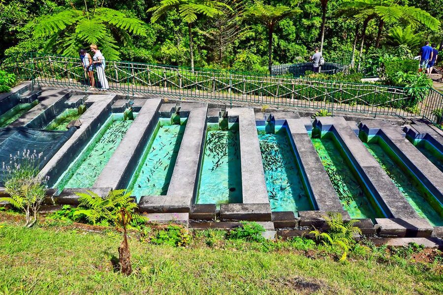 Madeira: Best of the East Tour from Funchal - Ribeiro Frio and the Levada-Walk Starting Point: Trout Pools and Ancient Forest Clues