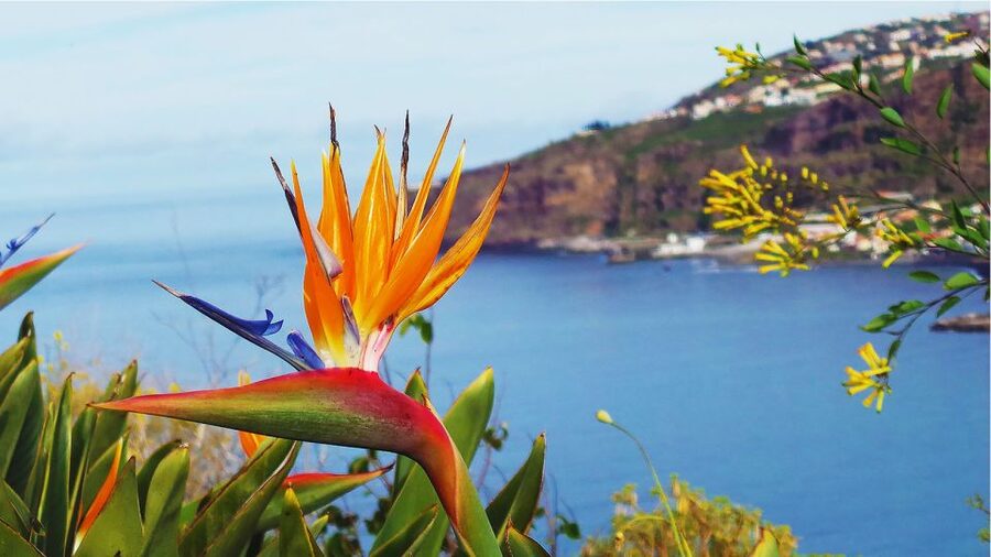 Madeira: Cabo Girao, Jeep Tour Adventure and Wine Tasting - Cabo Girão Skywalk: sea-cliff views plus a small extra ticket