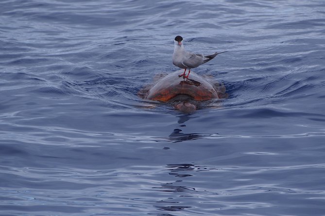 Madeira Dolphin and Whale Watching on a Ecological Catamaran - Who Should Book This Madeira Whale Watching Cruise