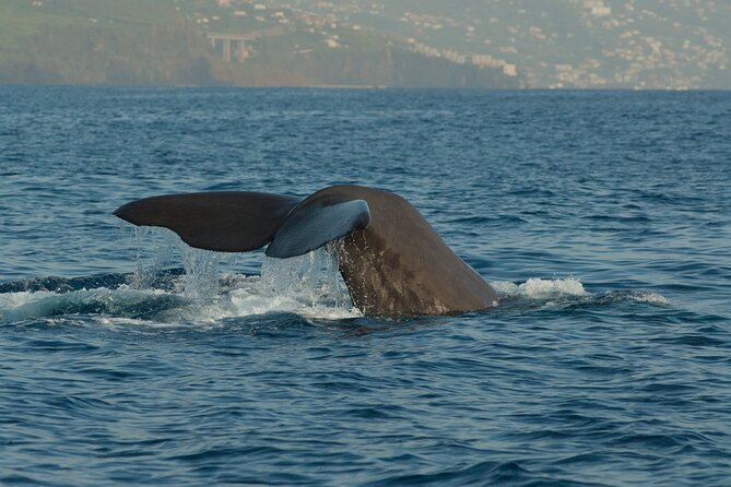 Madeira Dolphin & Whale Watching Tour - Getting to Ventura Nature Emotions, Cais 8, Marina do Funchal