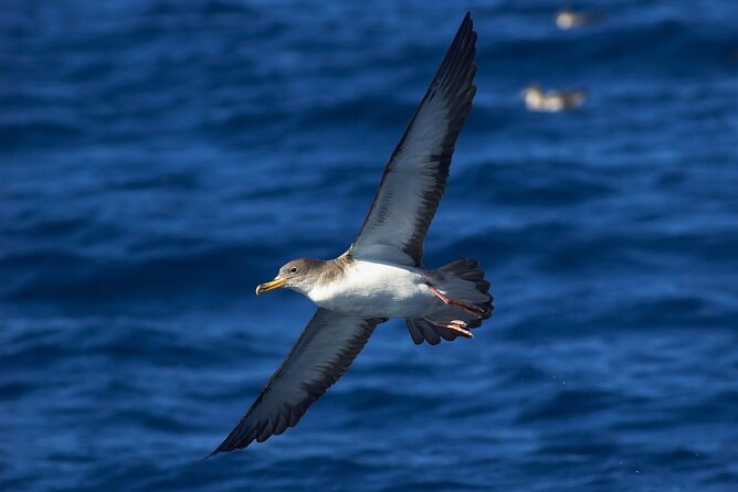 Madeira Dolphin & Whale Watching Tour - Comfort on a Speedboat: Wind, Cold, and Motion