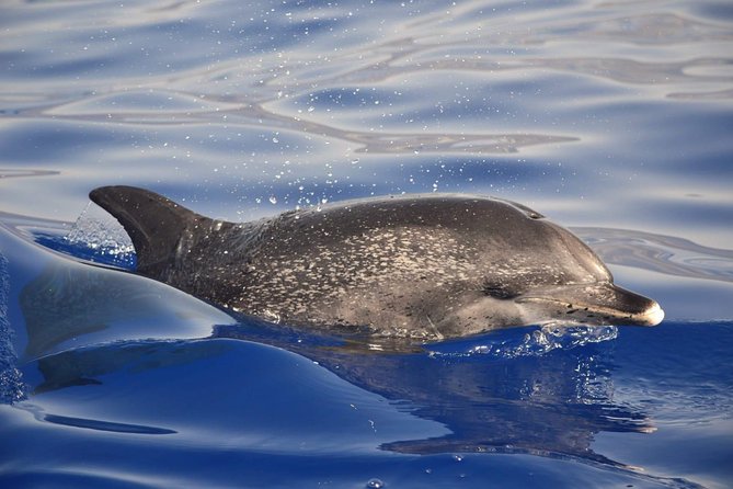 Madeira Dolphin & Whale Watching Tour - Value: Is $58.05 Worth It?