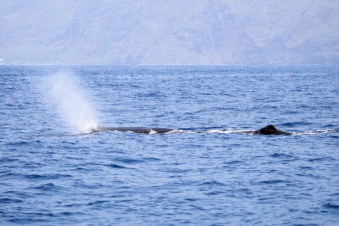 Madeira Dolphin & Whale Watching Tour - Weather, Season, and Setting Your Expectations