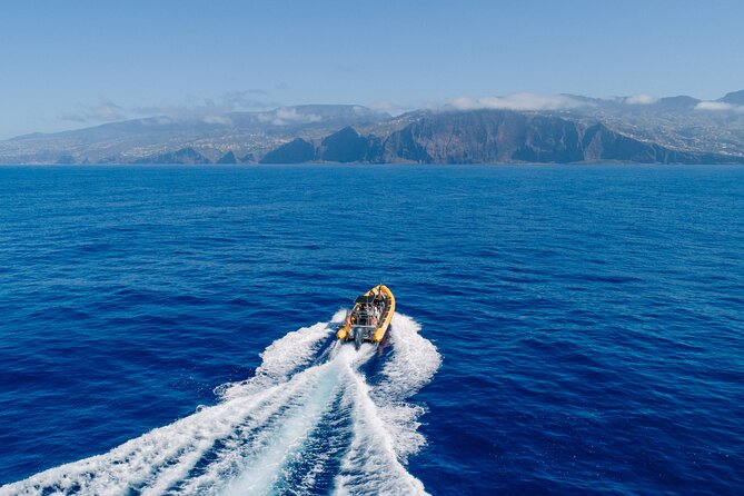 Madeira Dolphin & Whale Watching Tour - What the 2.5 Hours Actually Feels Like on the Water