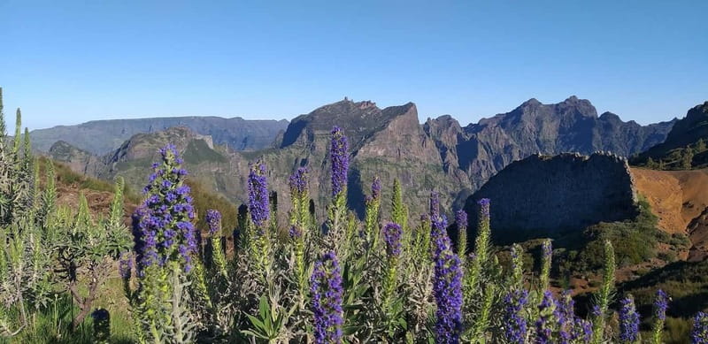 Madeira East Island Tour and Levada Walk - Why Madeira’s East Side Works So Well in One 8-Hour Loop