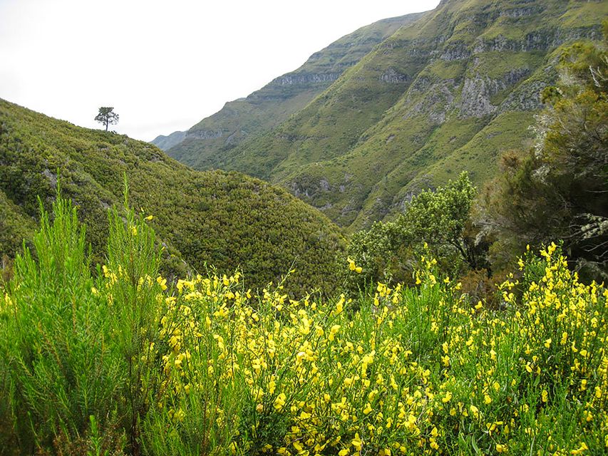 Madeira: Enjoy a Guided Levada Walk in the Rabaçal Valley - Madeira’s levadas: why the Rabaçal Valley feels different