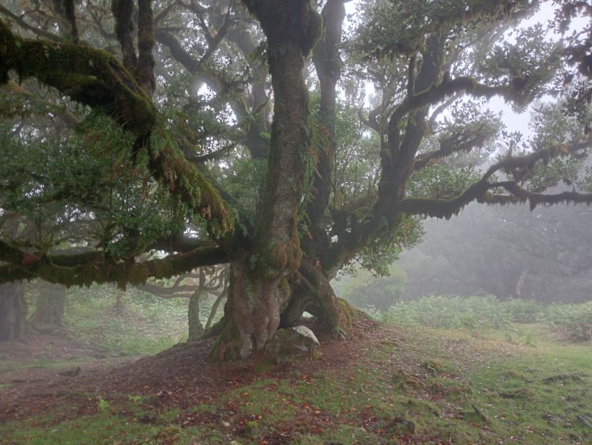 Madeira: Fanal Forest Guided Hiking Tour - Photo time and north coast viewpoints on the return