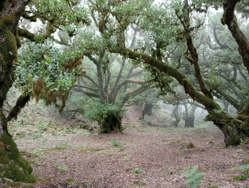 Madeira: Fanal Forest Guided Hiking Tour - Timing and pacing: what 2 to 3 hours really feels like