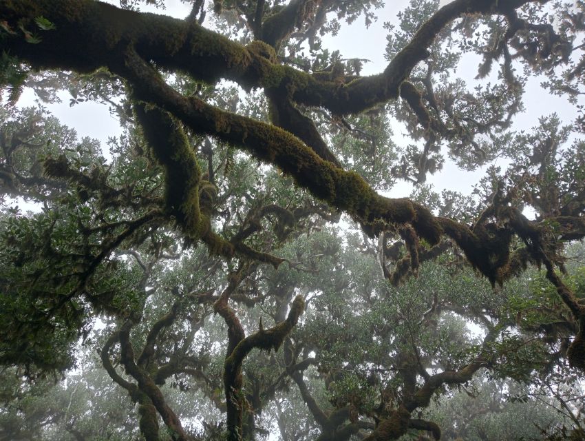Madeira: Fanal Forest Guided Hiking Tour - Walking among centennial trees in the Fanal Forest