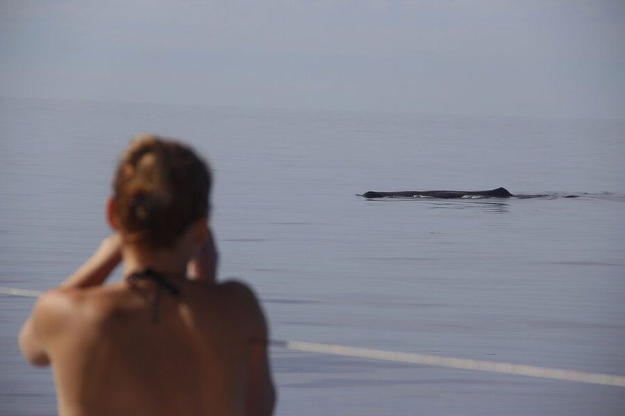 Madeira: Funchal Sunset Tour by Catamaran - What you can realistically expect: animals, weather, and timing