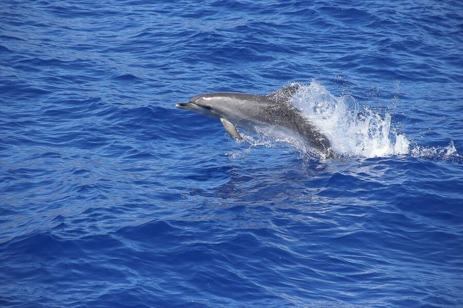 Madeira: Funchal Sunset Tour by Catamaran - The Cabo Girão stop: swimming and snorkeling under Madeira’s cliff