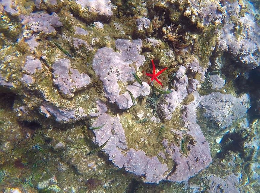 Madeira: Garajau Nature Reserve Kayak and Snorkel Tour - Snorkeling Garajau Nature Reserve, Clear Water, and What Guides Point Out